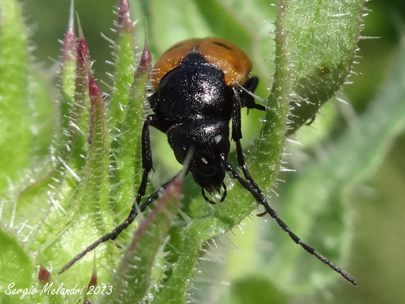 Meloidae da id.: Euzonitis quadrimaculata